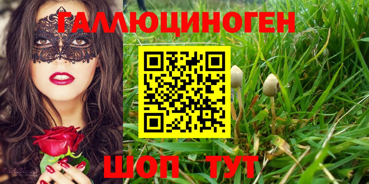 Псилоцибиновые грибы Psilocybe Новоалтайск