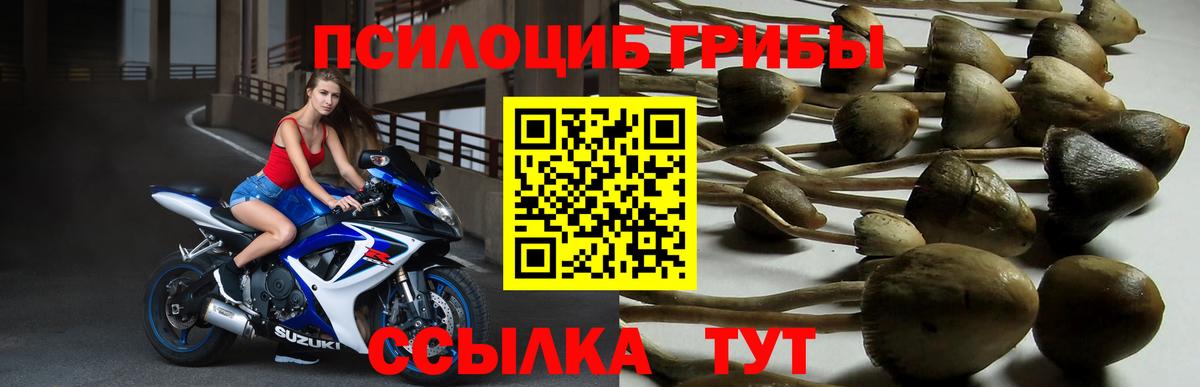 Галлюциногенные грибы Magic Shrooms  Галлюциногенные грибы Psilocybe  Вход с VPN  Новоалтайск 